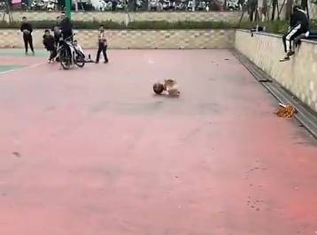 风驰电掣！柯基这运球什么水平？
